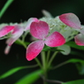 美咲花山園