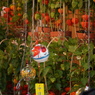 DSC02477