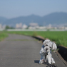 朝のお手入れ