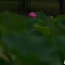 蓮華一輪