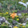 旅で出会った花　スカシユリ