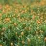 今は蕾だけど･･･