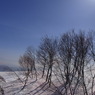 山の木々