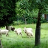 DE＆BEの旅　南ドイツ　いました！羊♪