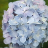 雨上がりの紫陽花