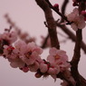 梅