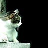 machi-neko