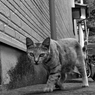 路地裏で出会った