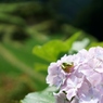 梅雨の晴れ間のひなたぼっこ