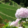 樫原の棚田