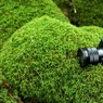 苔とSELP18105F4G
