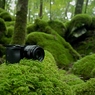 苔とSEL35F18