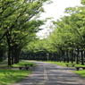 福井県総合グリーンセンター~ケヤキの並木道・夏~