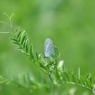 夏　路傍の草花　5