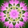 Flower Fairy１