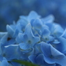 紫陽花