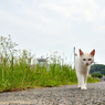 シロちゃんがやって来た
