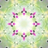 Flower dish３