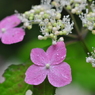 六甲高山植物園