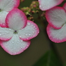 六甲高山植物園