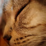 むにゃむにゃ
