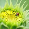 Ladybird