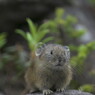 恐れを知らないナキウサギ１年生