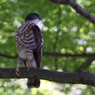 ツミ（幼鳥）