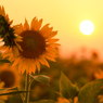 sunset sunflowers#2