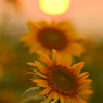 sunset sunflowers#3