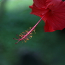 haibi