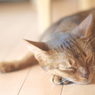 夏のまどろみ