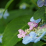 山紫陽花