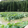 観賞池で一番色付いていた一角（花はす公園より）