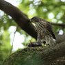 ツミ（幼鳥）と・・・・・・。