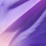 紫の絹布