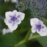 IMGP_Kr6667