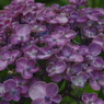 IMGP2965