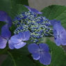 IMGP2974