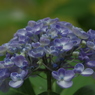 IMGP2984