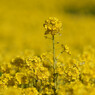 菜の花