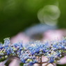 紫陽花　