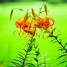 Midsummer of sage