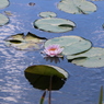 福井県総合グリーンセンターを散策してみた～睡蓮の花が咲いてる～