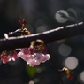 桜模様（大寒桜）