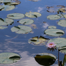 福井県総合グリーンセンターを散策してみた～睡蓮の花と鯉～