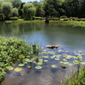 福井県総合グリーンセンターを散策してみた～水生植物園左側風景～