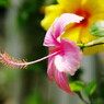 夏の花　ハイビスカス