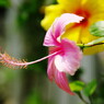 夏の花　ハイビスカス