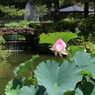 半咲きのネール蓮と噴水（花はす公園２回目より）